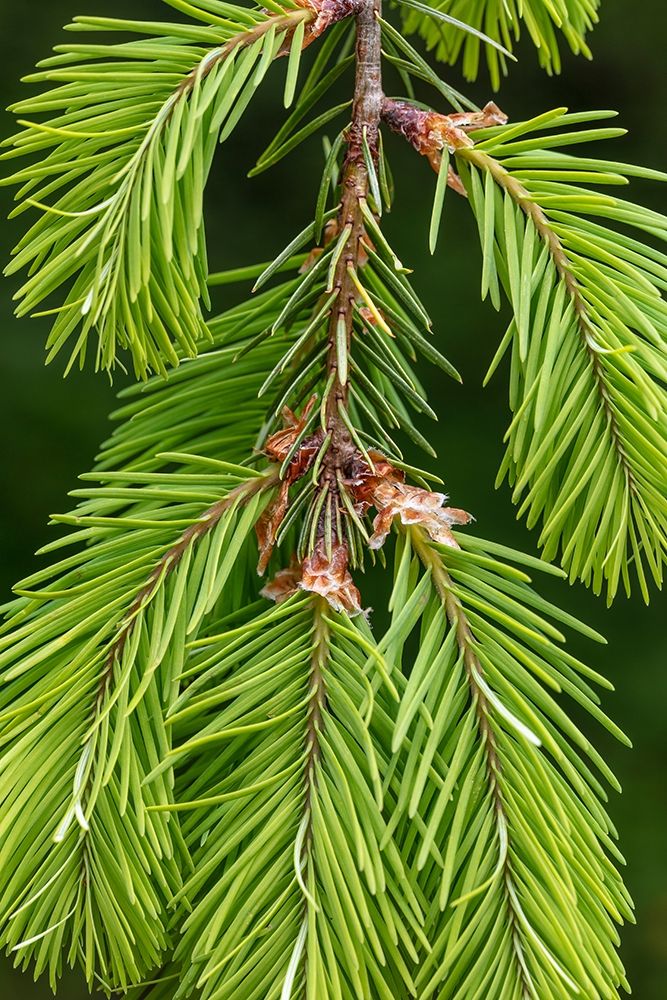 Douglas Fir Growth II art print by Kathy Mahan for $57.95 CAD