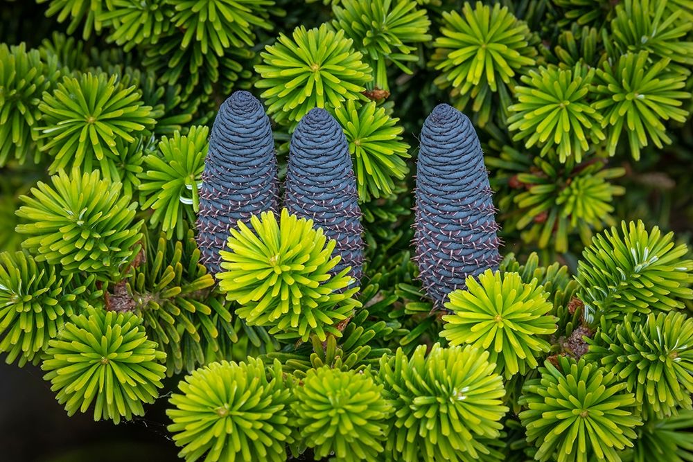 Korean Spruce Cones II art print by Kathy Mahan for $57.95 CAD