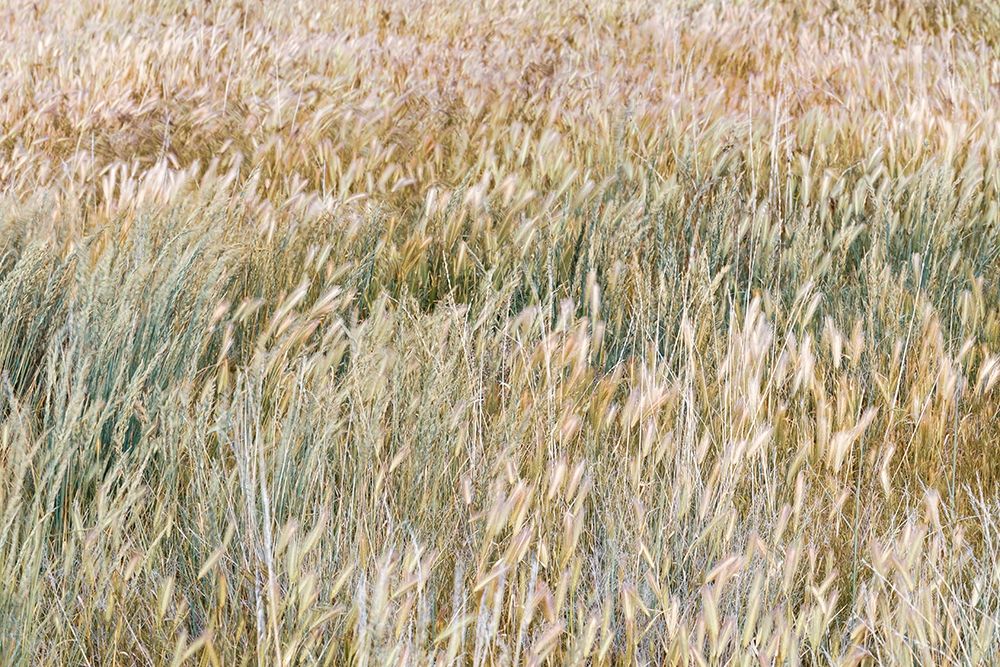 Foxtail Barley I art print by Kathy Mahan for $57.95 CAD