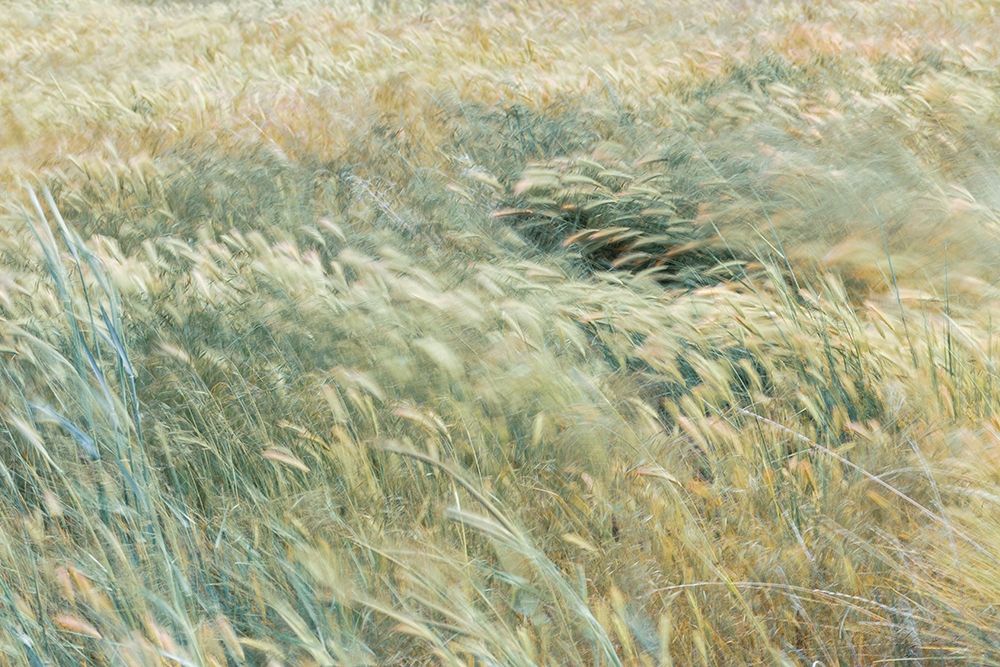 Foxtail Barley II art print by Kathy Mahan for $57.95 CAD