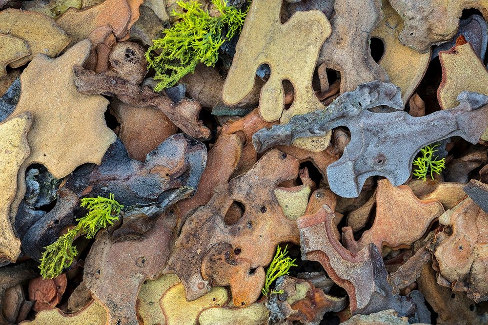 Flakes of Ponderosa Pine I art print by Kathy Mahan for $57.95 CAD