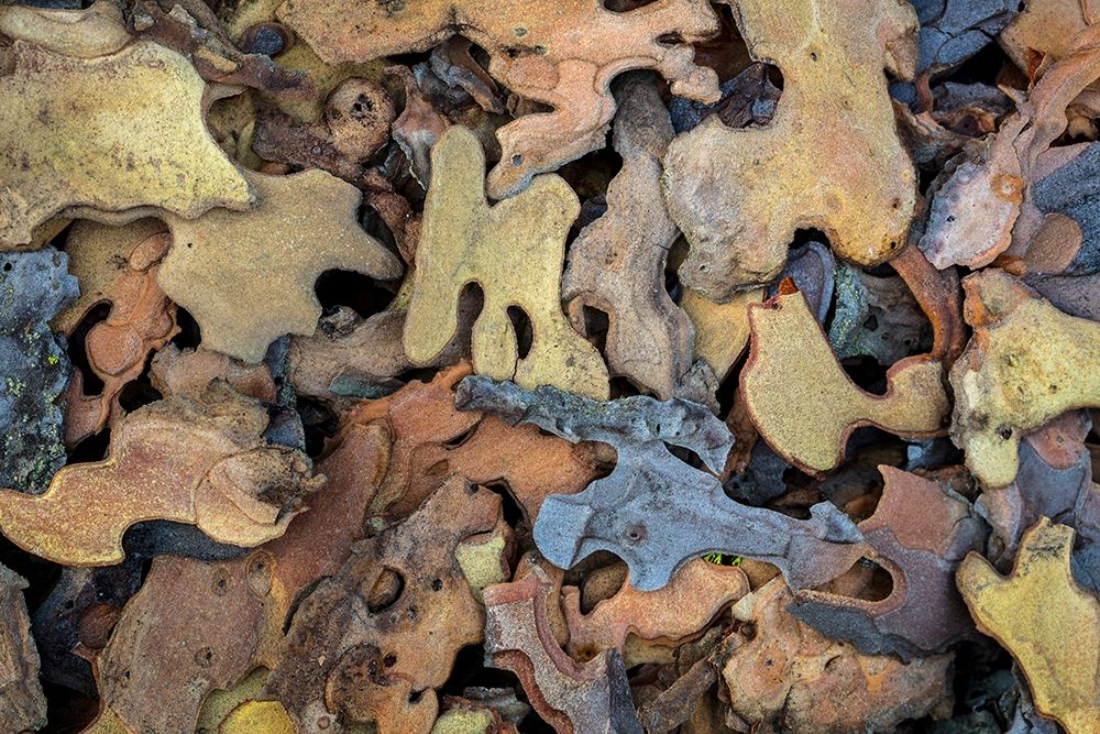 Flakes of Ponderosa Pine II art print by Kathy Mahan for $57.95 CAD