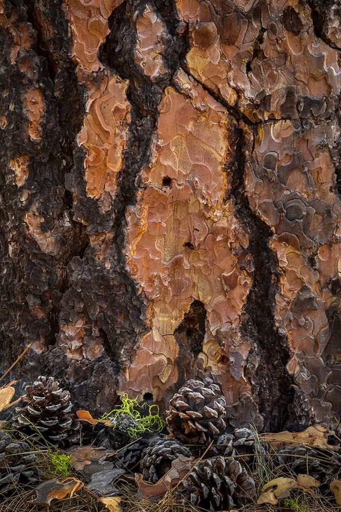Ponderosa Pine I art print by Kathy Mahan for $57.95 CAD