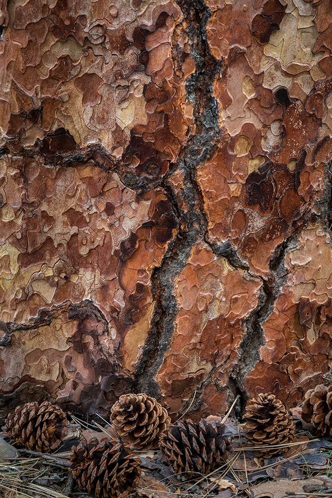 Ponderosa Pine II art print by Kathy Mahan for $57.95 CAD