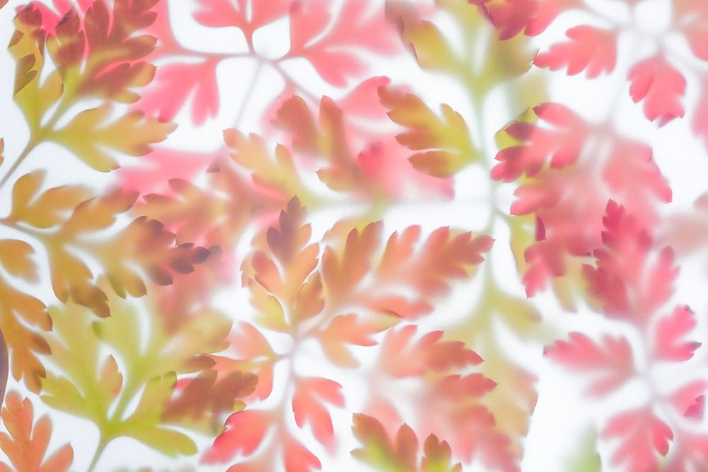 Herb Robert I art print by Kathy Mahan for $57.95 CAD