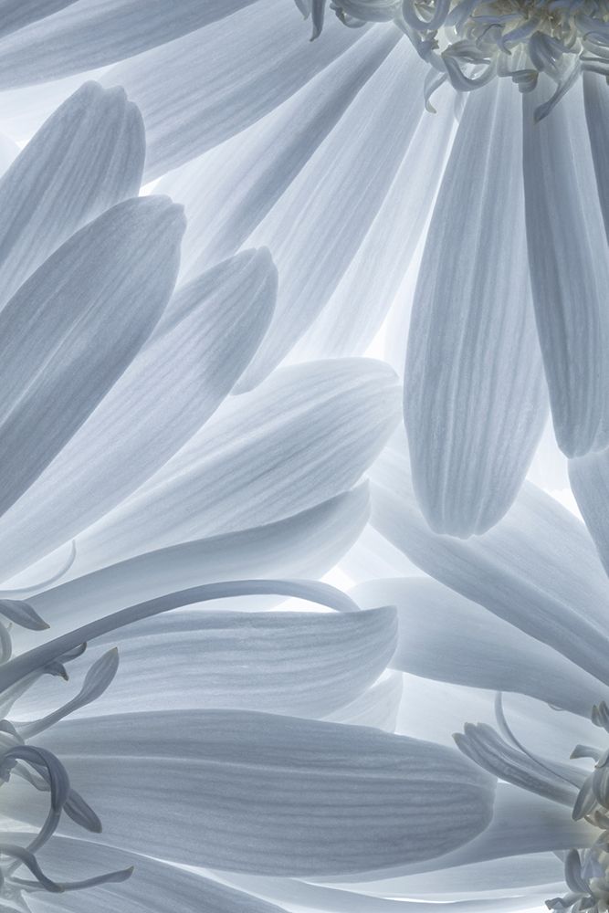 Shasta Daisies I art print by Kathy Mahan for $57.95 CAD