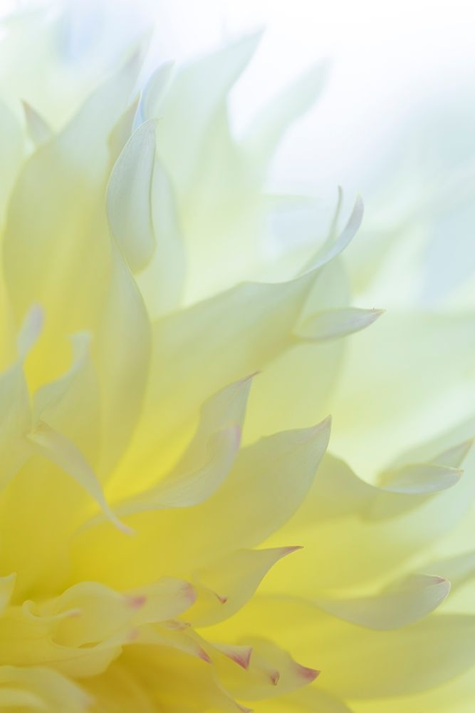 Dahlia Blossom I art print by Kathy Mahan for $57.95 CAD