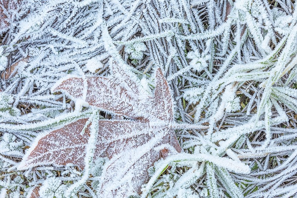 Maple Leaf and Frost I art print by Kathy Mahan for $57.95 CAD