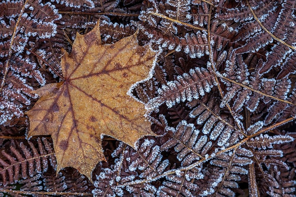 Maple Leaf and Bracken Ferns I art print by Kathy Mahan for $57.95 CAD