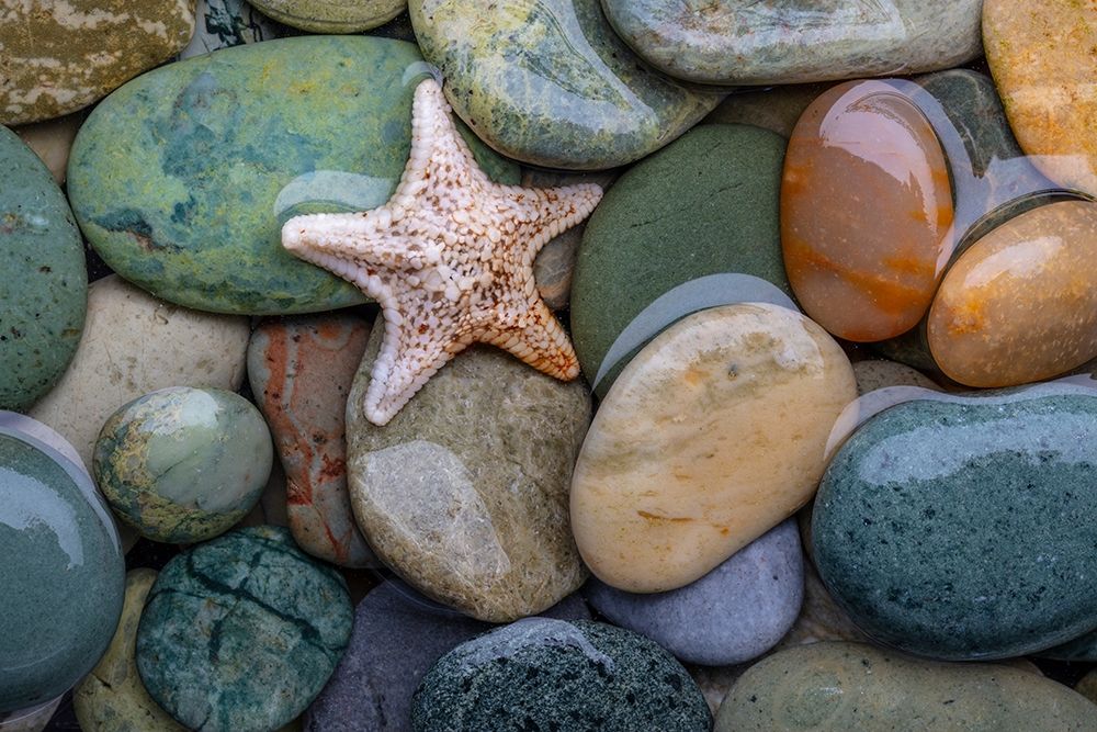 Seastar and Beach Rock art print by Kathy Mahan for $57.95 CAD