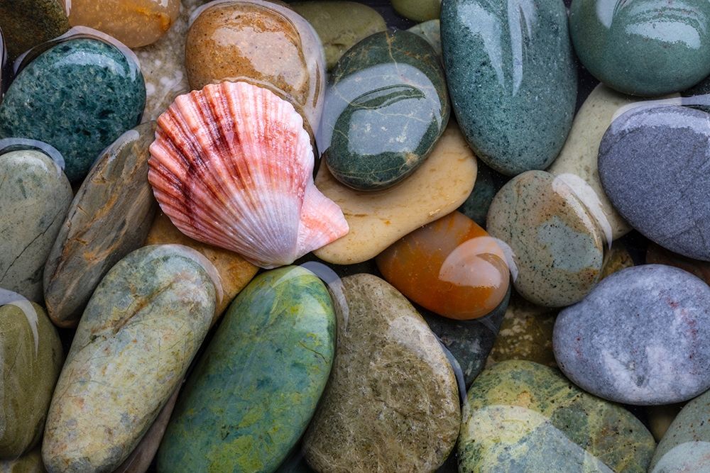 Scallop Shell and Beach Rock art print by Kathy Mahan for $57.95 CAD