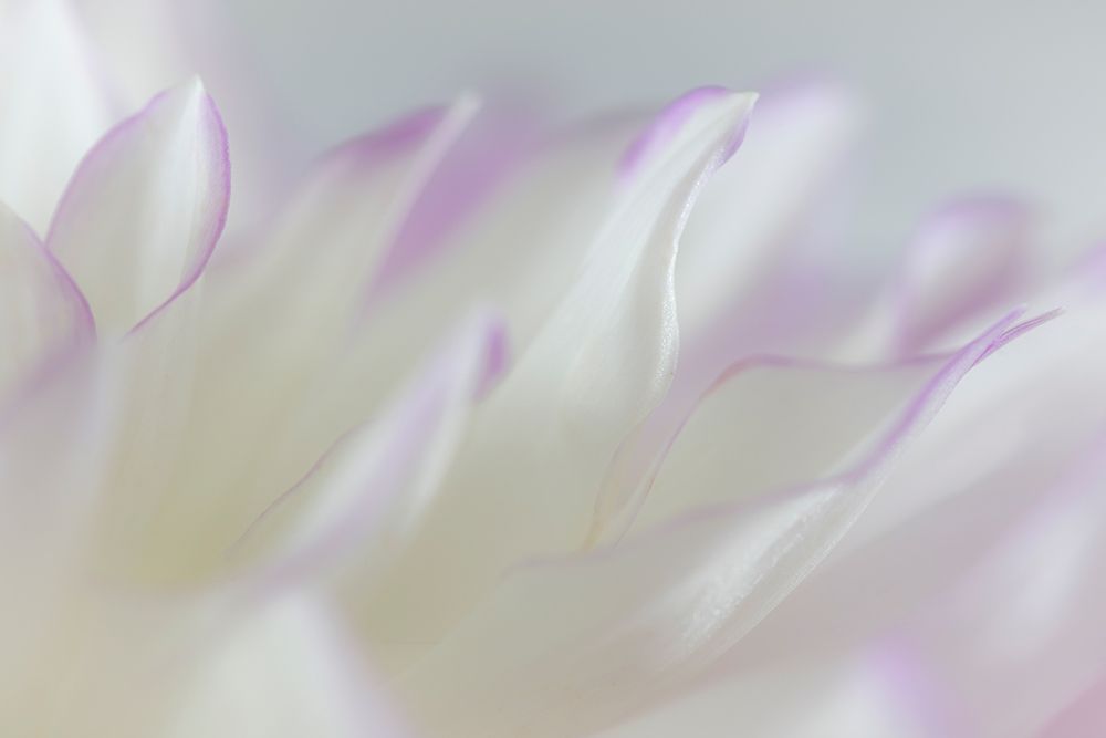 Dahlia Petals I art print by Kathy Mahan for $57.95 CAD