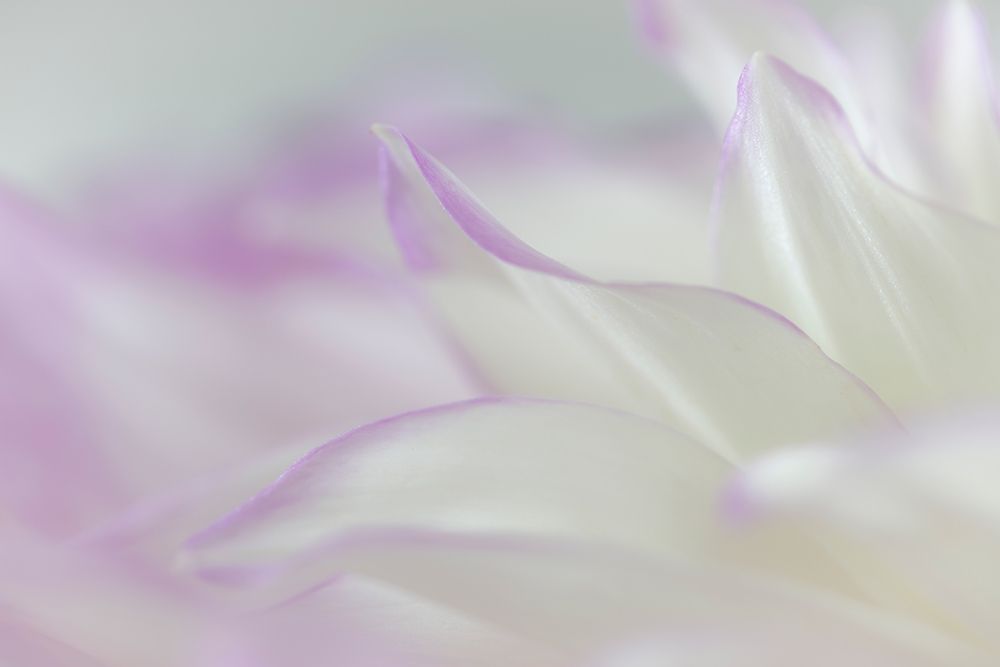 Dahlia Petals II art print by Kathy Mahan for $57.95 CAD