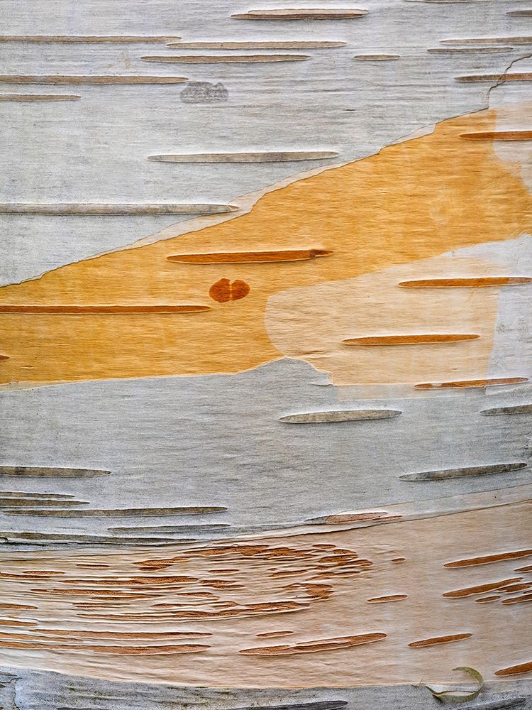 Paper Birch Bark I art print by Kathy Mahan for $57.95 CAD