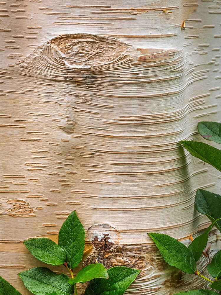 Paper Birch Bark II art print by Kathy Mahan for $57.95 CAD