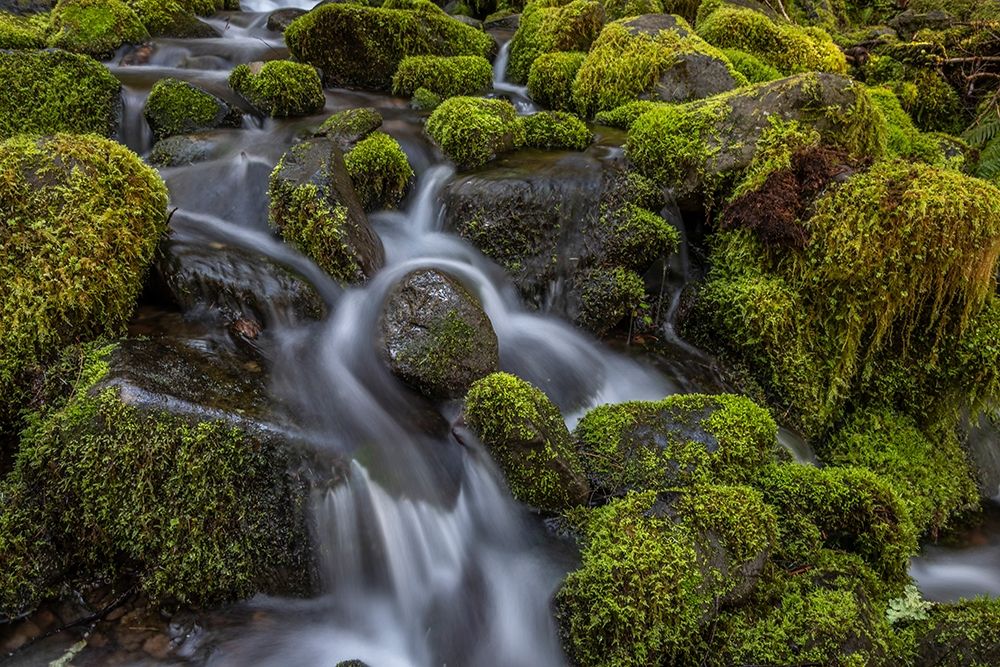 Cedar Creek Detail I art print by Kathy Mahan for $57.95 CAD