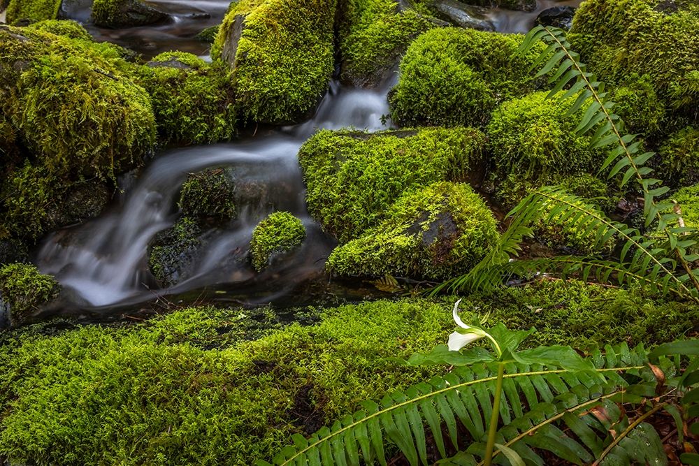 Cedar Creek Detail II art print by Kathy Mahan for $57.95 CAD