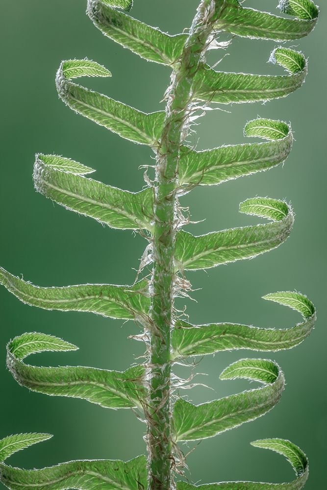 Sword Fern in Spring II art print by Kathy Mahan for $57.95 CAD