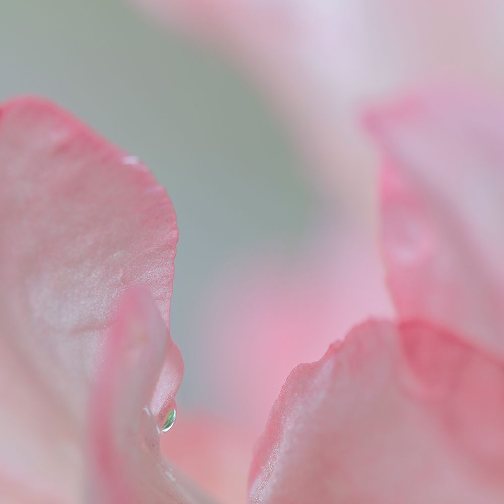 Rhododendron Blossom I art print by Kathy Mahan for $57.95 CAD