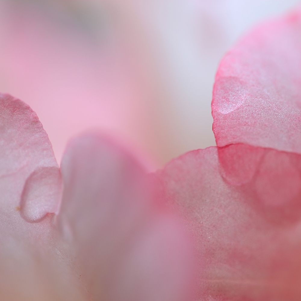 Rhododendron Blossom II art print by Kathy Mahan for $57.95 CAD
