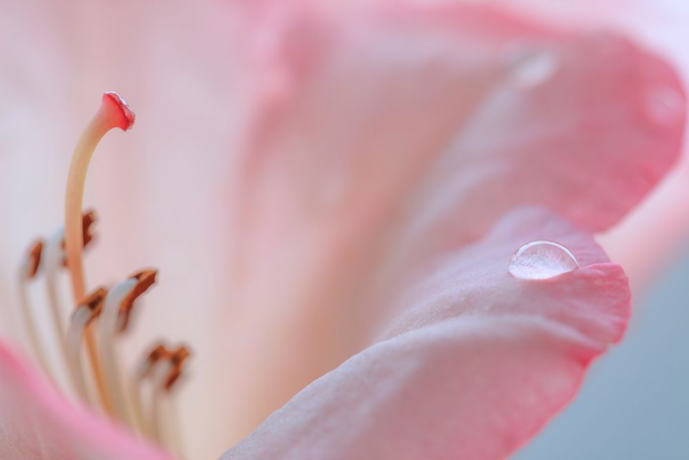 Rhododendron Blossom III art print by Kathy Mahan for $57.95 CAD