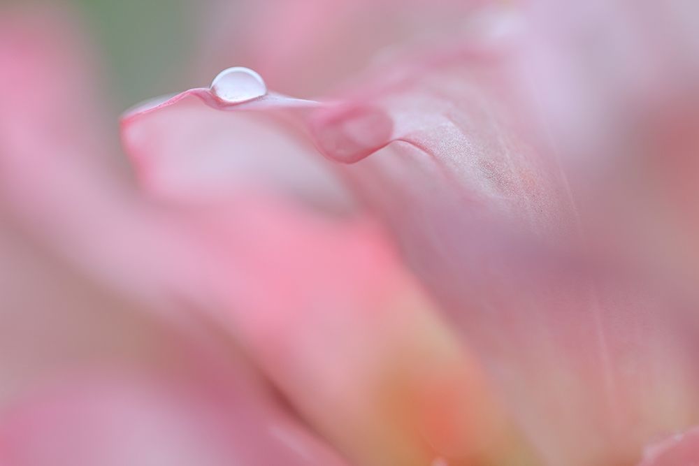 Rhododendron Blossom IV art print by Kathy Mahan for $57.95 CAD