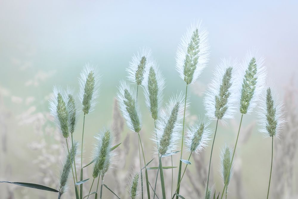Going to Seed III art print by Kathy Mahan for $57.95 CAD