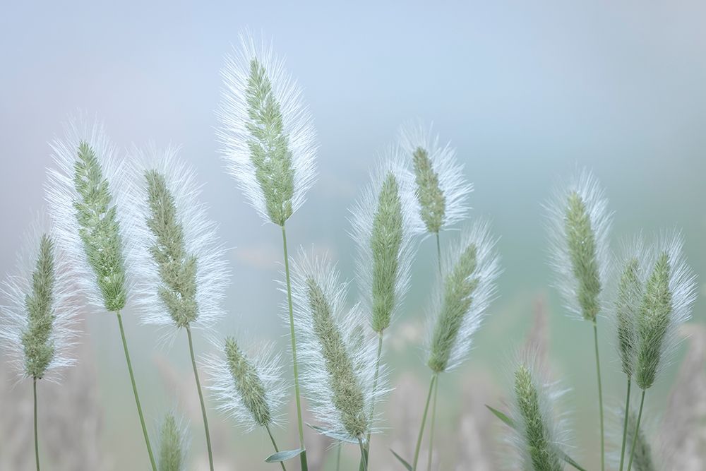 Going to Seed IV art print by Kathy Mahan for $57.95 CAD