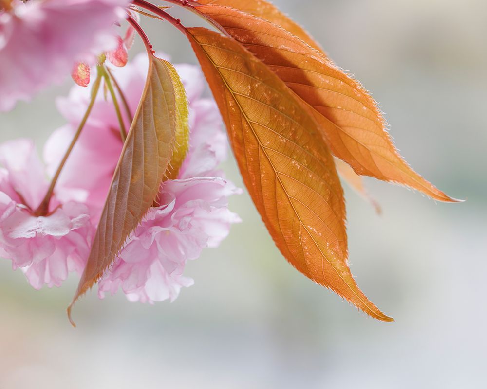 Pink Cherry Blossoms II art print by Kathy Mahan for $57.95 CAD