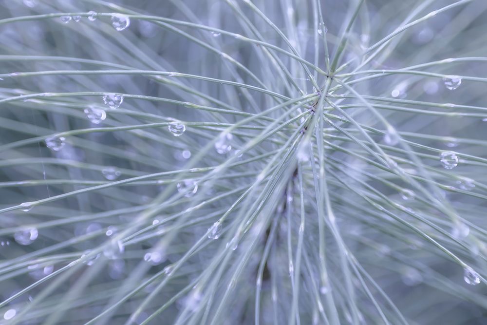 Horsetail II art print by Kathy Mahan for $57.95 CAD