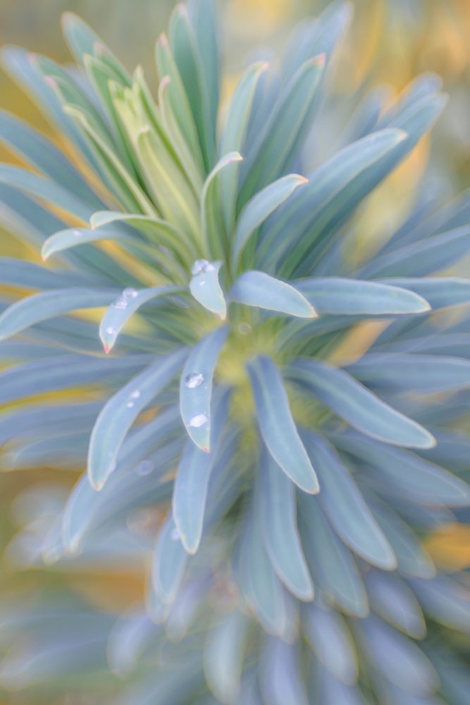 Euphorbia And Rain Drops I art print by Kathy Mahan for $57.95 CAD