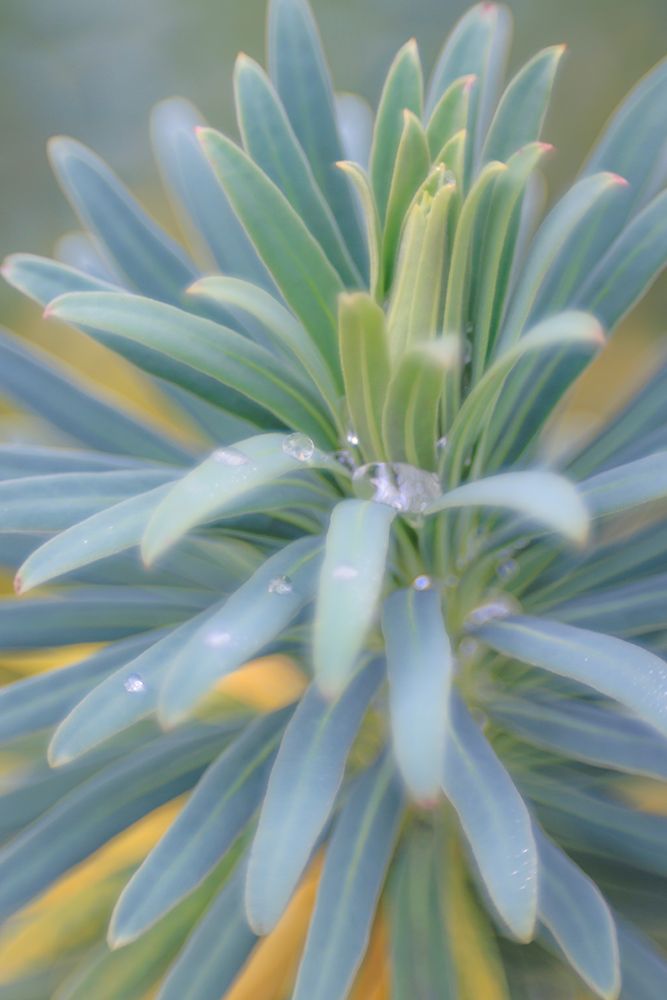 Euphorbia And Rain Drops II art print by Kathy Mahan for $57.95 CAD