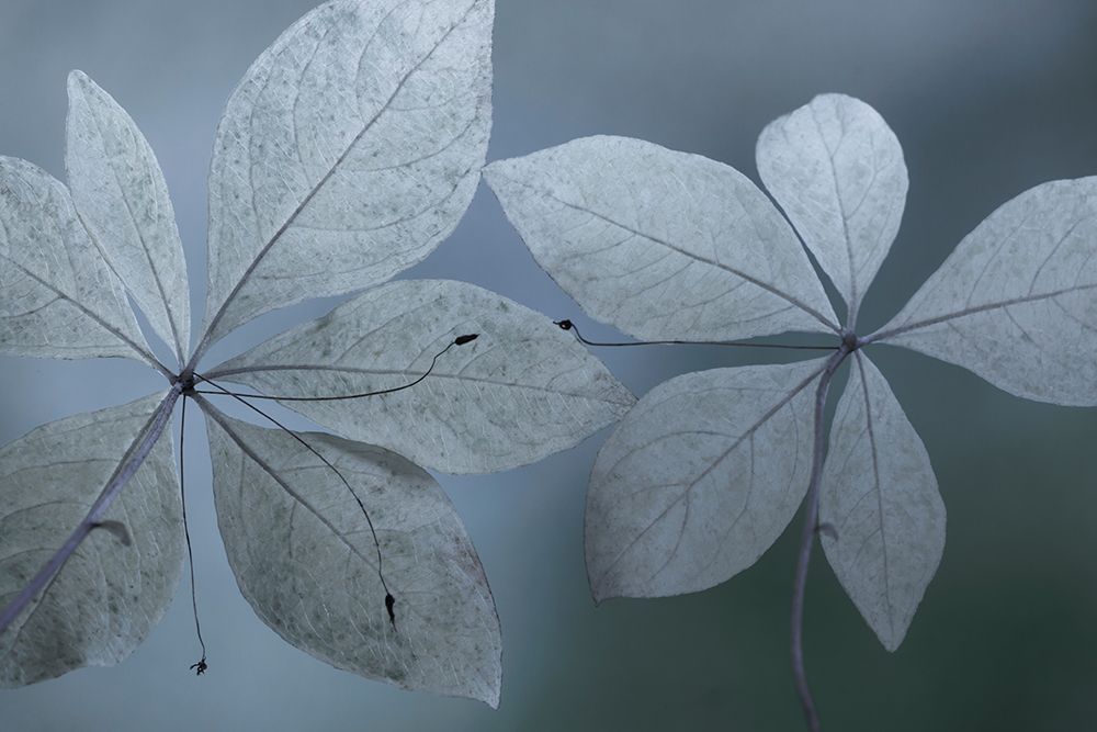Western Starflower I art print by Kathy Mahan for $57.95 CAD