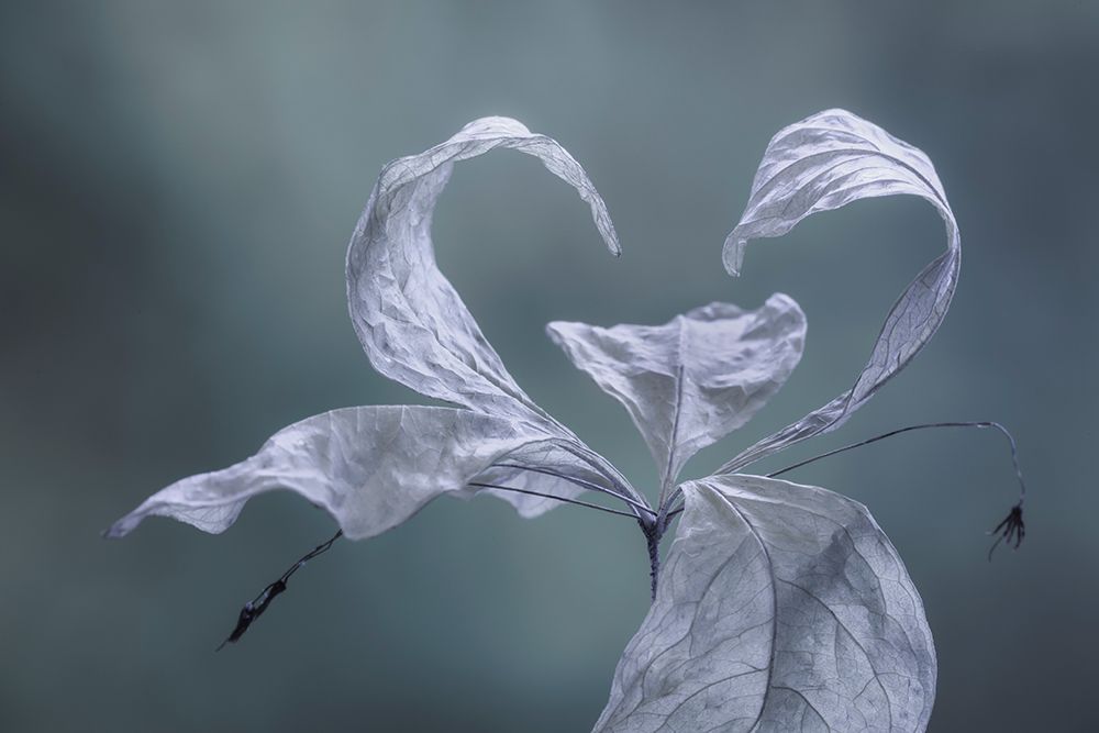 Western Starflower II art print by Kathy Mahan for $57.95 CAD