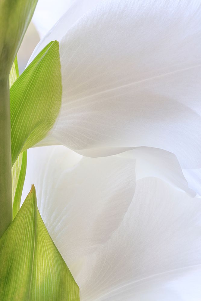 Gladiola Blossom II art print by Kathy Mahan for $57.95 CAD