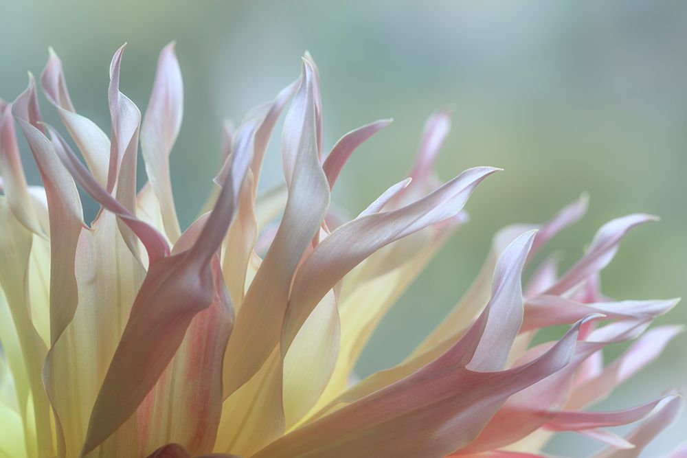Dahlia Petals I art print by Kathy Mahan for $57.95 CAD
