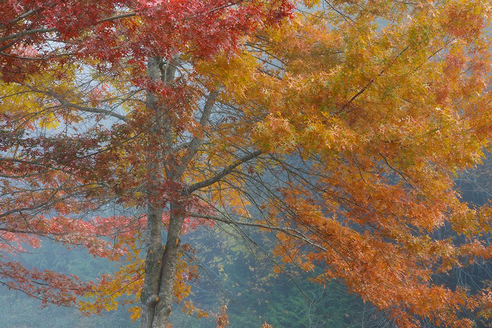 Oak Trees in Fall I art print by Kathy Mahan for $57.95 CAD
