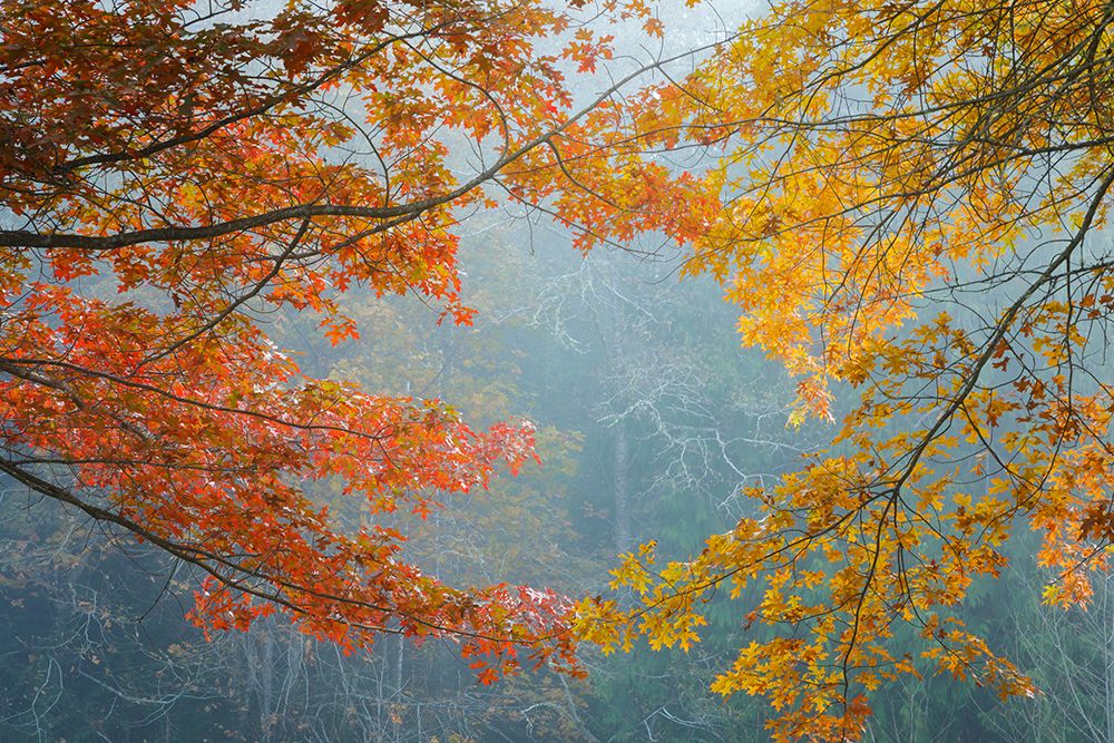 Oak Trees in Fall II art print by Kathy Mahan for $57.95 CAD