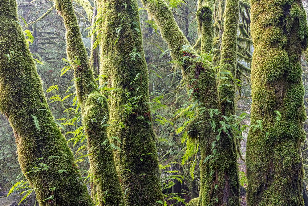 Licorice Ferns I art print by Kathy Mahan for $57.95 CAD