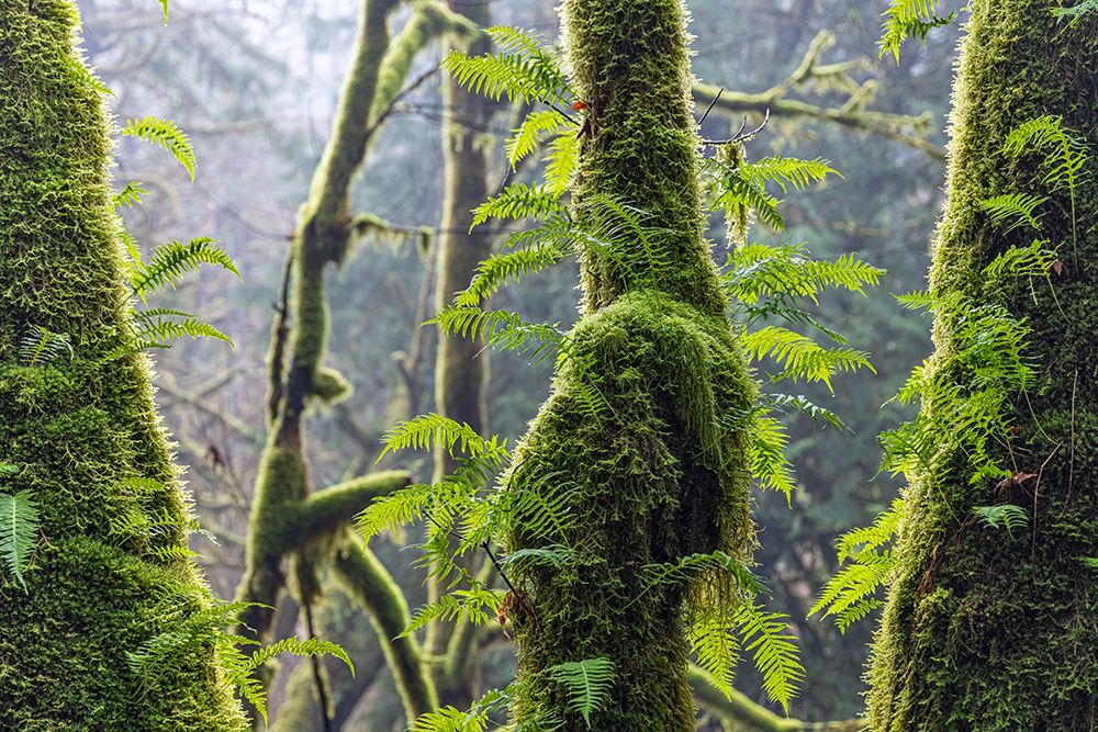 Licorice Ferns II art print by Kathy Mahan for $57.95 CAD