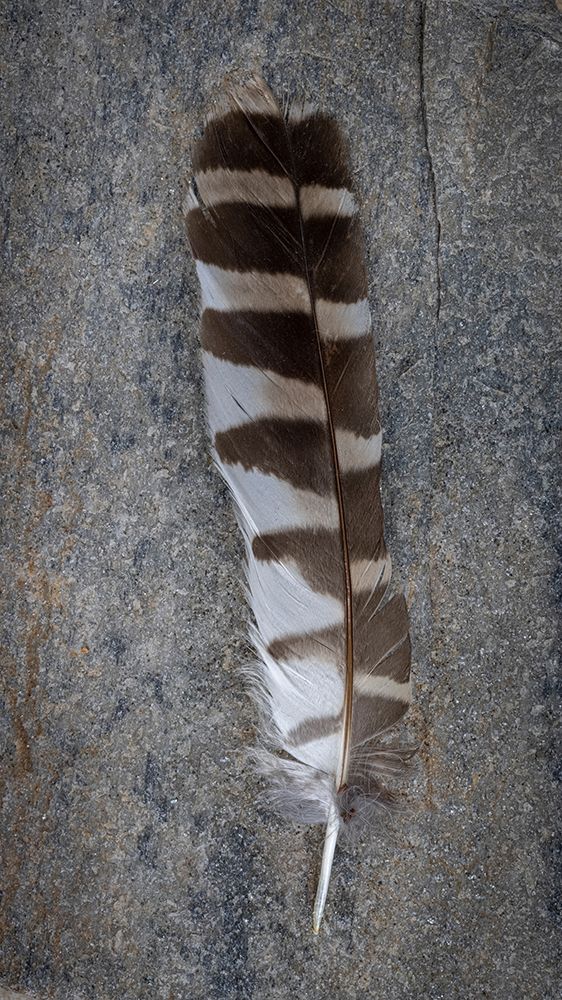 Feather Portrait II art print by Kathy Mahan for $57.95 CAD
