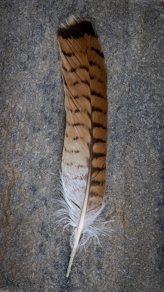 Feather Portrait III art print by Kathy Mahan for $57.95 CAD
