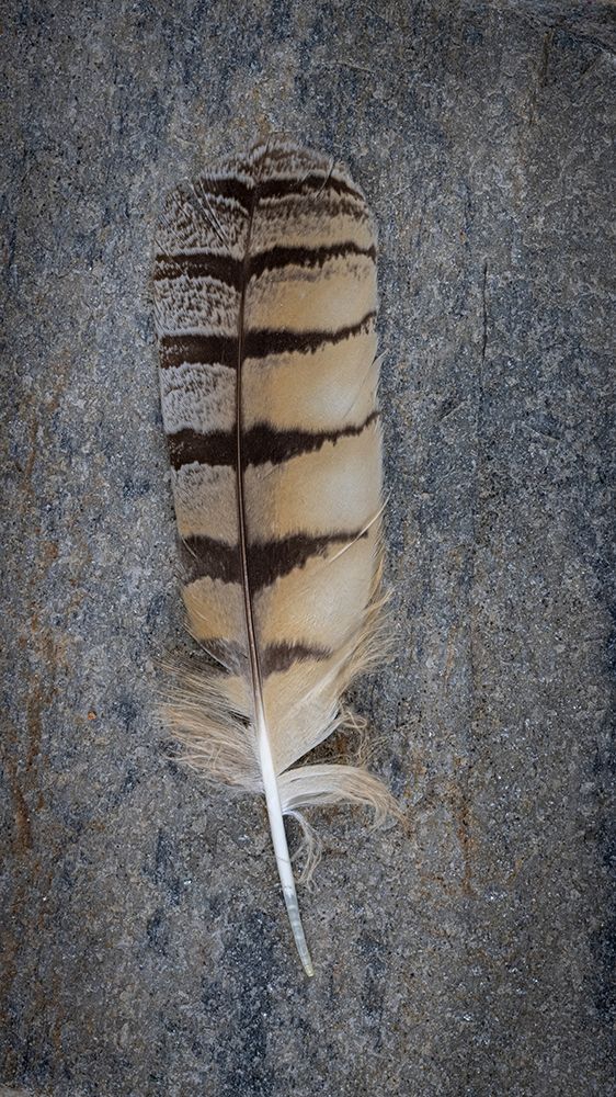 Feather Portrait IV art print by Kathy Mahan for $57.95 CAD
