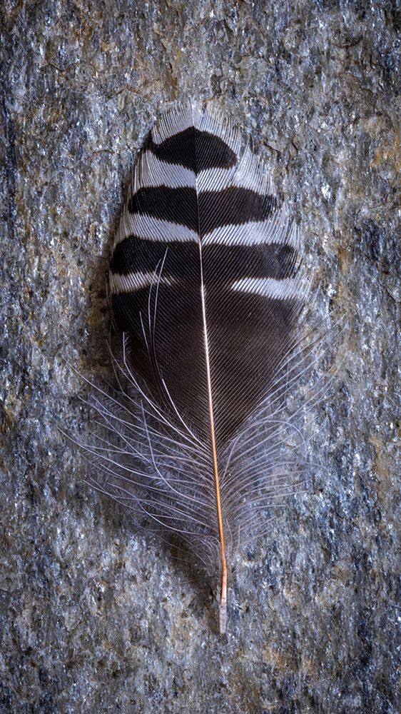 Feather Portrait V art print by Kathy Mahan for $57.95 CAD