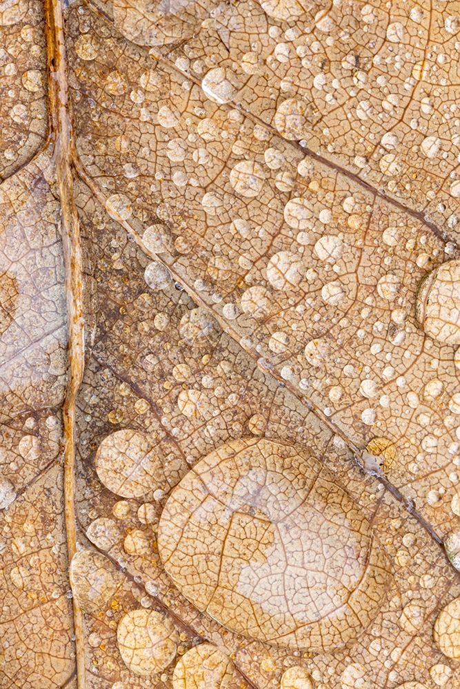 Magnolia Leaf And Rain II art print by Kathy Mahan for $57.95 CAD