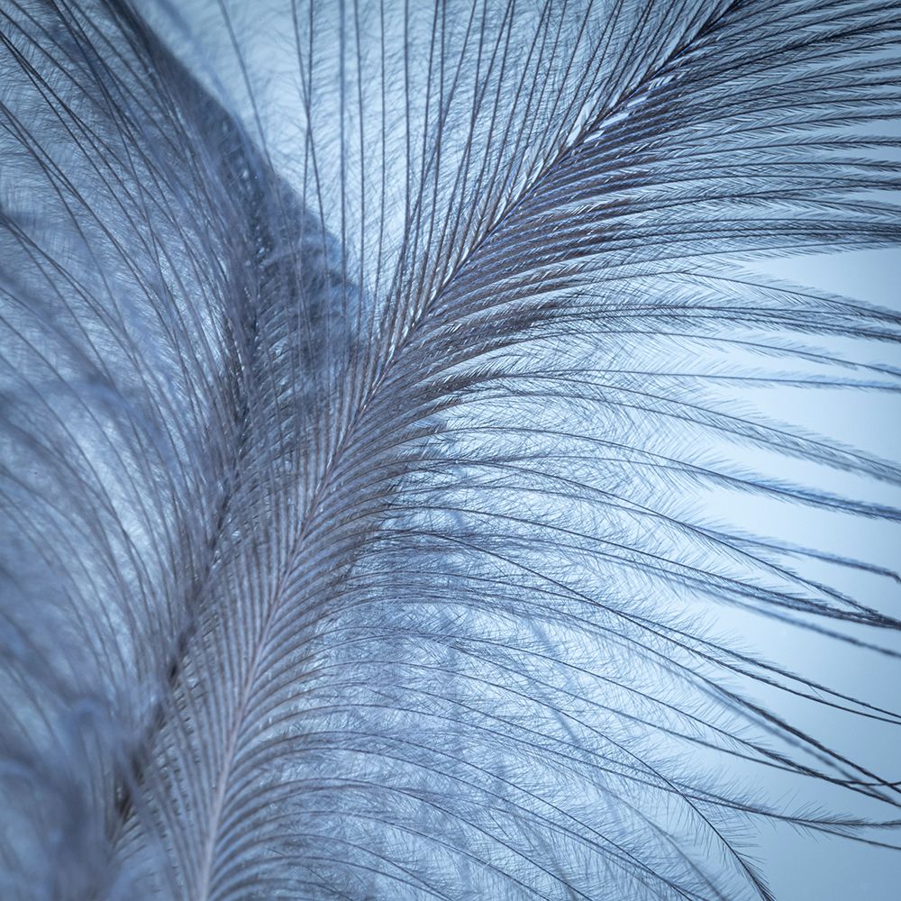 Downy Feather I art print by Kathy Mahan for $57.95 CAD
