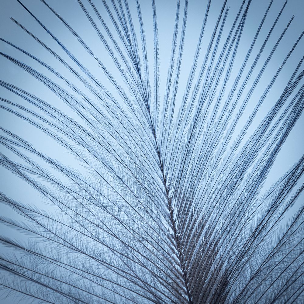 Downy Feather II art print by Kathy Mahan for $57.95 CAD
