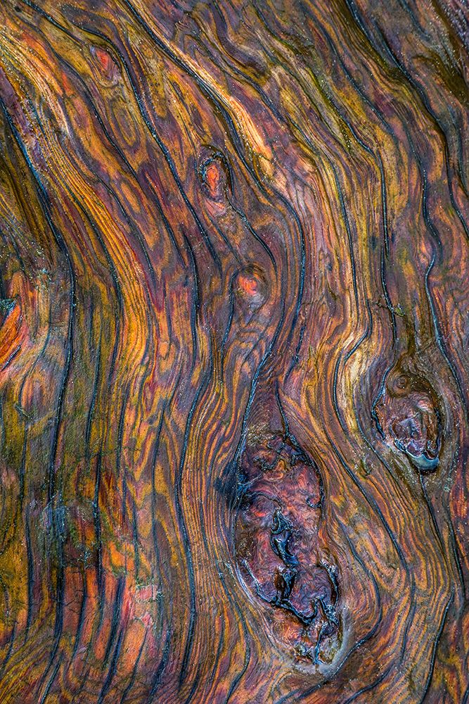 Detail of Driftwood I art print by Kathy Mahan for $57.95 CAD