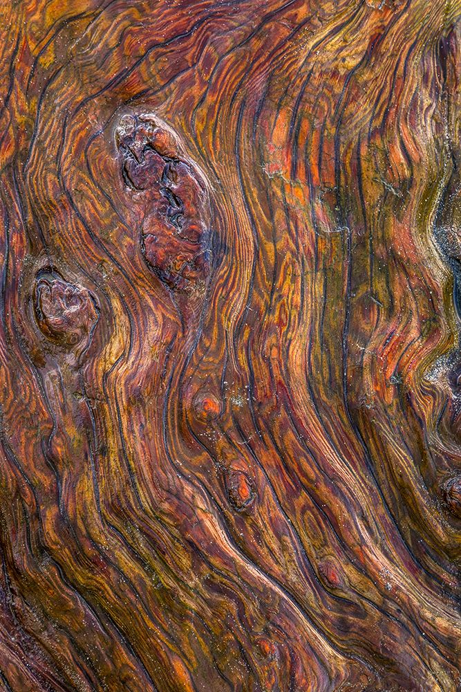 Detail of Driftwood II art print by Kathy Mahan for $57.95 CAD