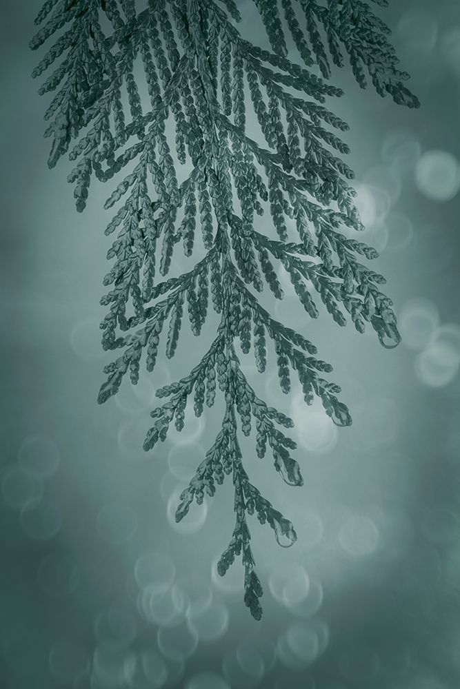Cedar Bough I art print by Kathy Mahan for $57.95 CAD
